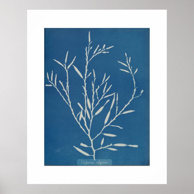 Poster Anna Atkins : Photo Vintage botanique (Devant)