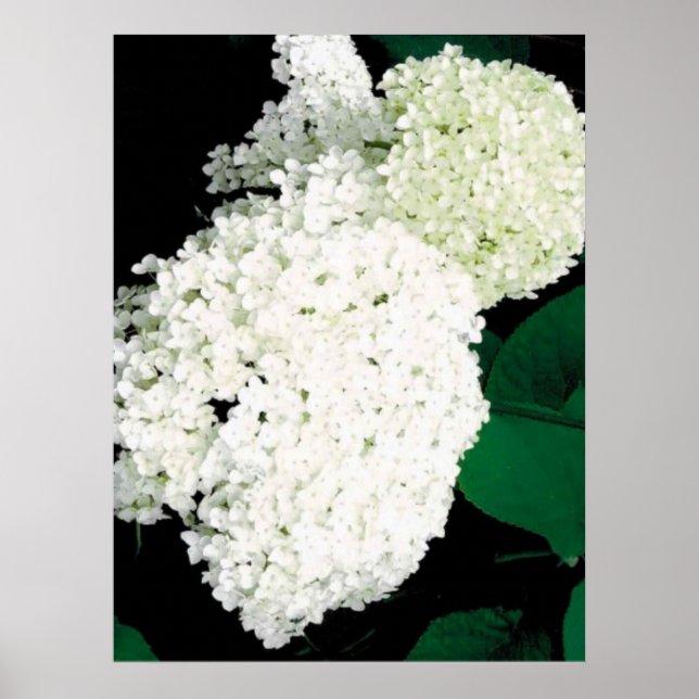 POSTER               ANNABELLE HYDRANGEA                  (Devant)