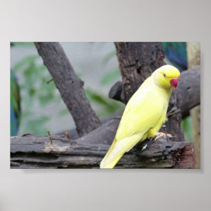 Poster Anneau Lutino Jaune Perruque encastrée dans un arb