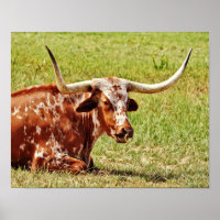 Anneau Nez Texas Longhorn Vache Art photographique