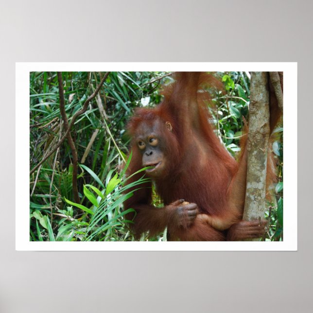 Poster Annonce de rencontres sauvages (Devant)