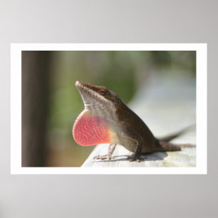 Poster Anole macho