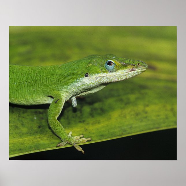 Poster Anolis carolinensis, adulte sur palme (Devant)