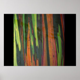 Poster Another Rainbow Eucalyptus