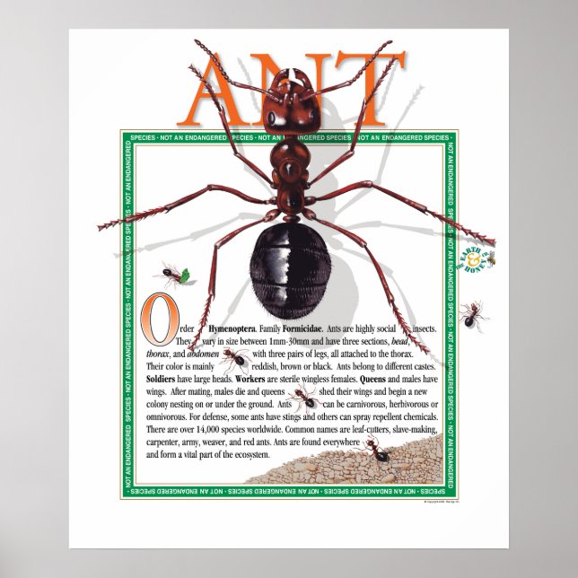 Poster Ant (Devant)