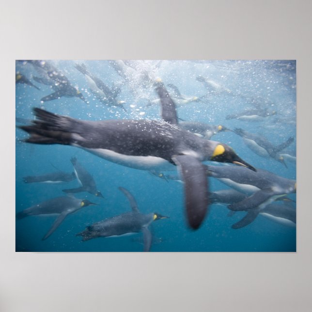 Poster Antarctique, île de Géorgie du Sud UK (Devant)