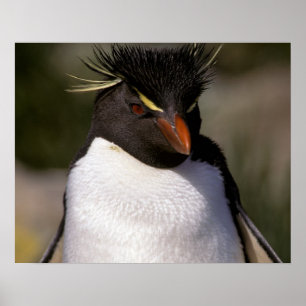 Poster Antarctique, îles sub-antarctiques, Sud 5