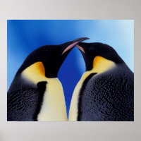 Antarctique, Manchots empereurs