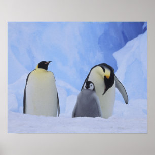 Poster Antarctique. Manchots empereurs et poussin