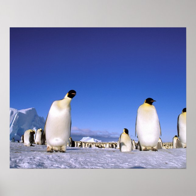 Poster Antarctique, péninsule Antarctique, mer de Weddell (Devant)
