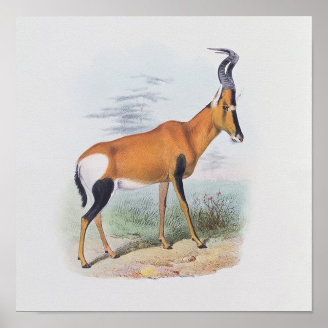 Poster Antelope, du livre d'Antelopes, (Devant)