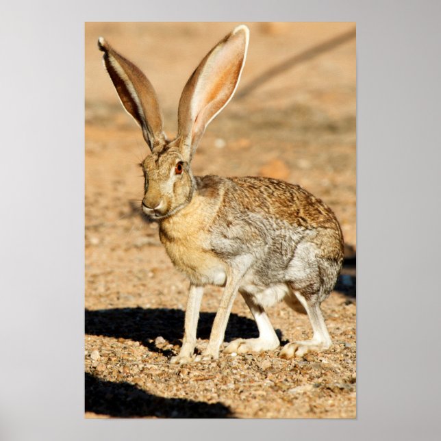 Poster Antelope portrait de lapin, Arizona (Devant)