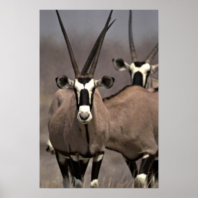 Poster Antenne d'Oryx (Devant)