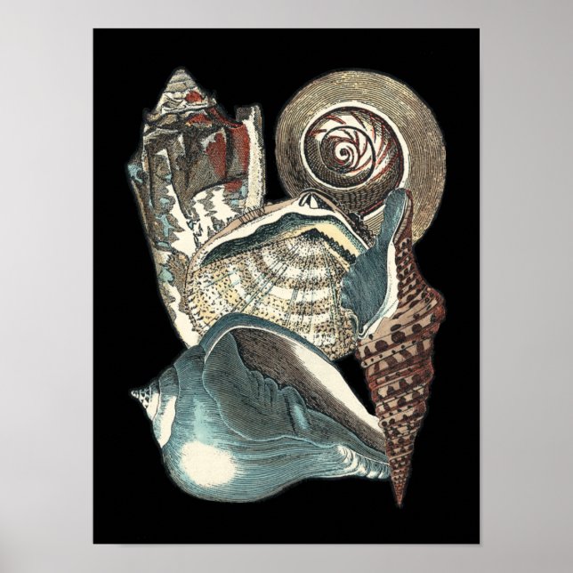 Poster Anthologie des coquillages (Devant)