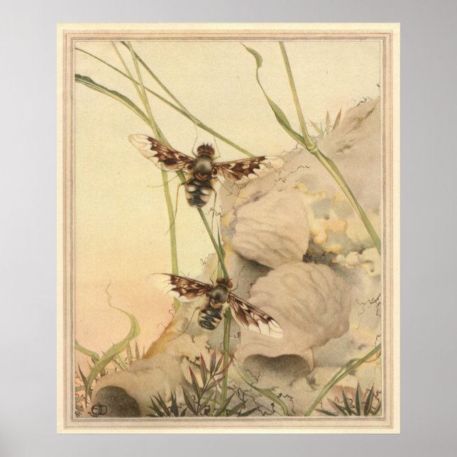 Poster ANTHRAX FLY - Illustration du livre d'insectes (Devant)