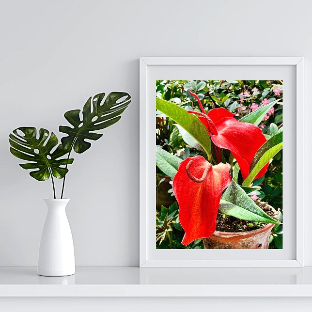 Poster Anthurium Red Flower Mexique (Créateur téléchargé)