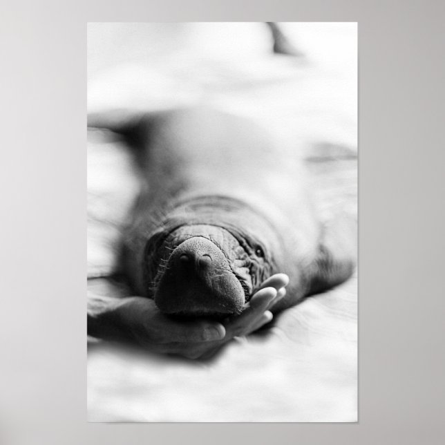 Poster Antillean Manatee (Devant)