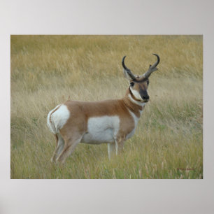 Poster Antilope d'Amérique A1 Grand Buck