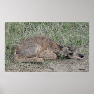 Poster Antilope d'Amérique A6 nouveau-né