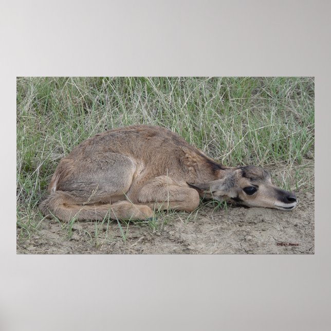 Poster Antilope d'Amérique A6 nouveau-né (Devant)