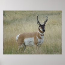 Antilope d'Amérique A8 Grand Buck