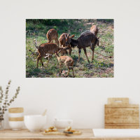 Antilope nyala gracieuse en Afrique