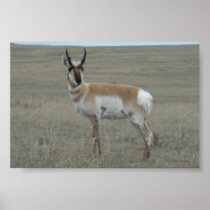 Poster Antilope Young Buck d'A28 Pronghorn