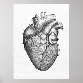 Poster Antique Anatomie Coeur Vintage