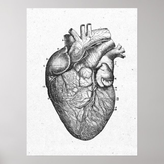 Poster Antique Anatomie Coeur Vintage (Devant)