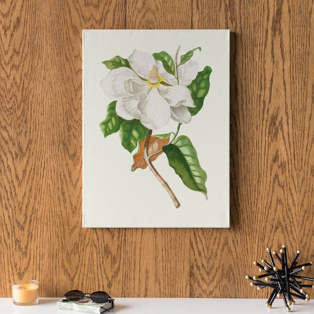 Poster Antique Aquarelle Botanique Imprimer (Antique Watercolor Botanical Print)