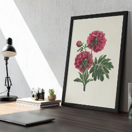 Poster Antique Aquarelle Botanique Imprimer