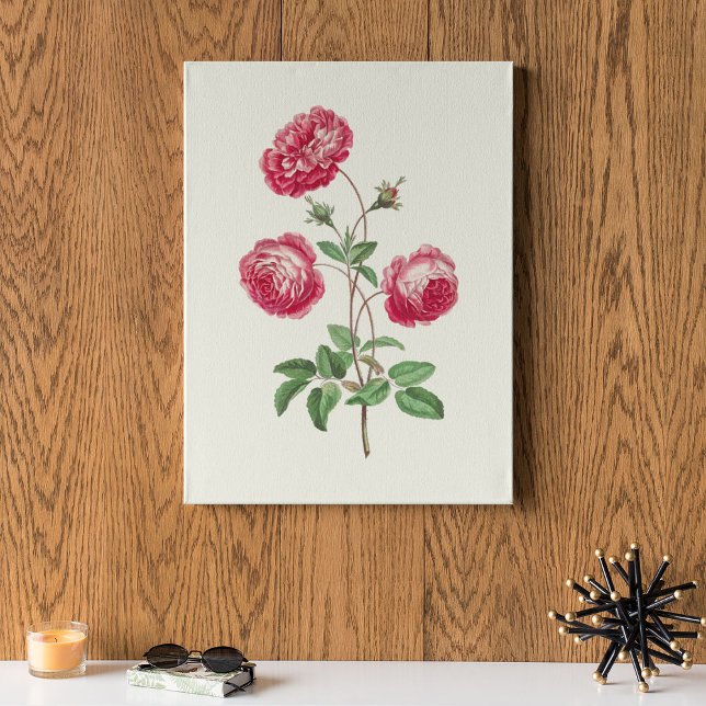 Poster Antique Aquarelle Botanique Imprimer (Antique Watercolor Botanical Print)