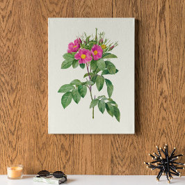 Poster Antique Aquarelle Botanique Imprimer