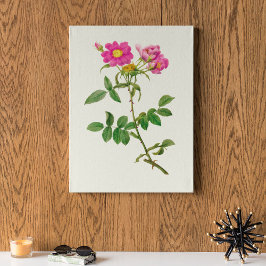 Poster Antique Aquarelle Botanique Imprimer