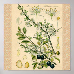 Poster Antique Blackthorn Botanique Imprimé Fleur Berry