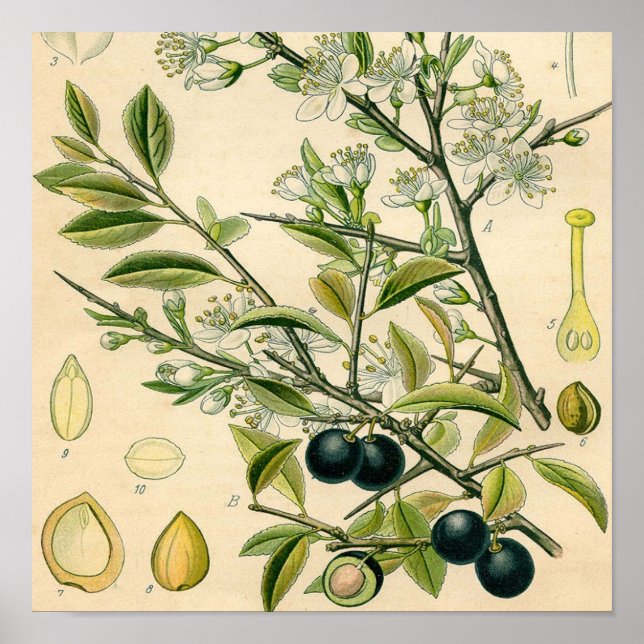 Poster Antique Blackthorn Botanique Imprimé Fleur Berry (Devant)