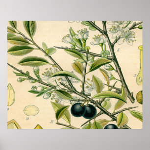 Poster Antique Blackthorn Botanique Imprimé Fleur Berry