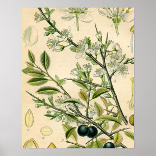 Poster Antique Blackthorn Botanique Imprimé Fleur Berry