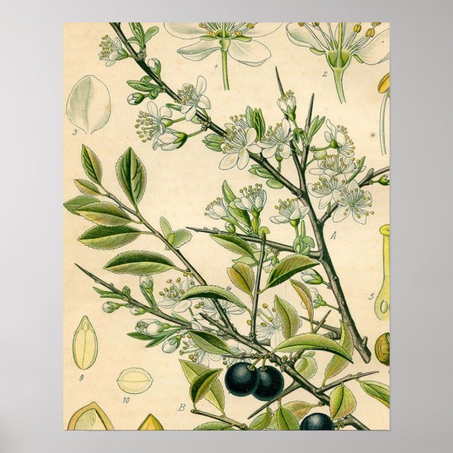 Poster Antique Blackthorn Botanique Imprimé Fleur Berry (Devant)