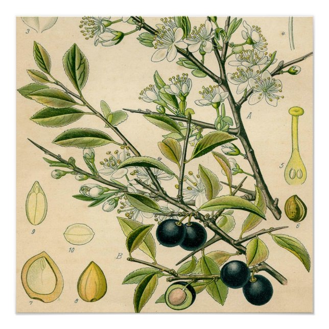 Poster Antique Blackthorn Botanique Imprimé Fleur Berry (Devant)
