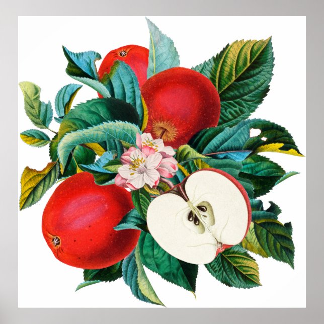 Poster Antique botanical apple fruit arrangement, apple t (Devant)