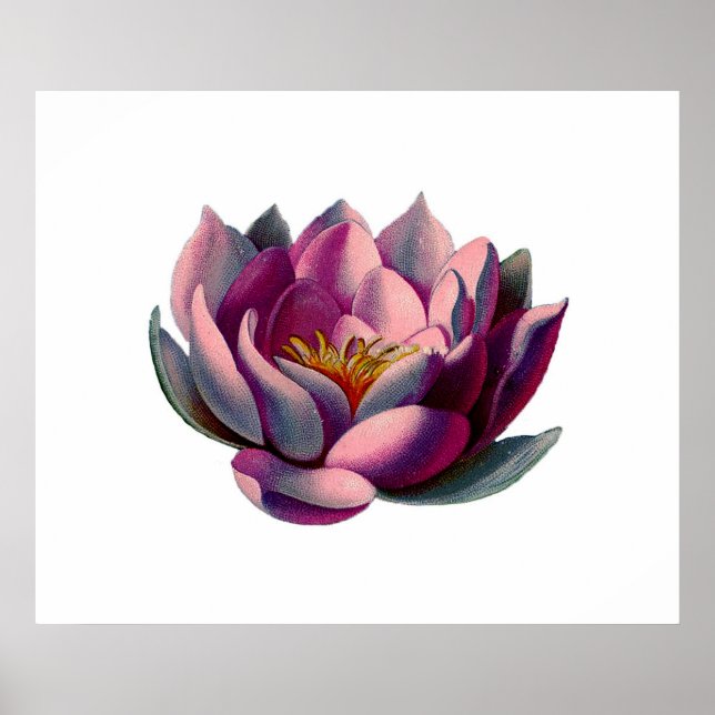 Poster Antique Botanique Pink Water Lily Lotus (Devant)