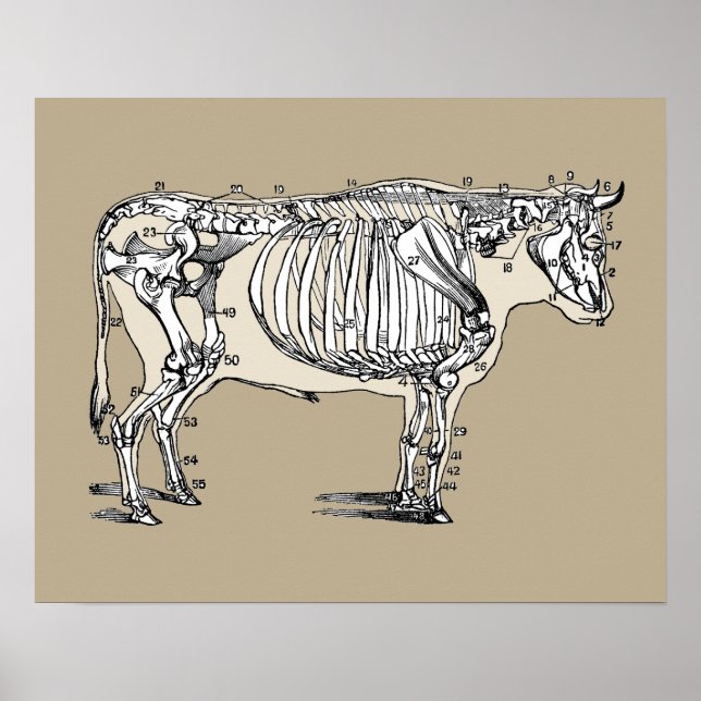 Poster Antique Cow Skeleton Bones (Devant)