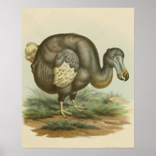 Poster Antique Dodo Bird Histoire naturelle (Devant)