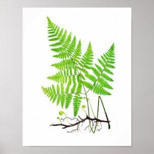 Poster Antique Fern Imprimer No.1 Illustration botanique