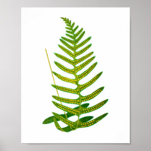 Poster Antique Fern Imprimer no 2 Botanial Art
