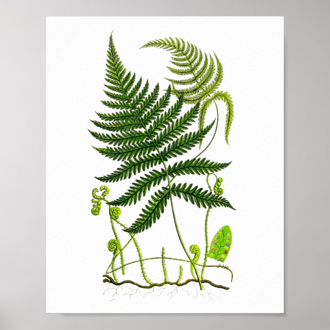 Poster Antique Fern Imprimer No 9 Green Nature Botanical  (Devant)