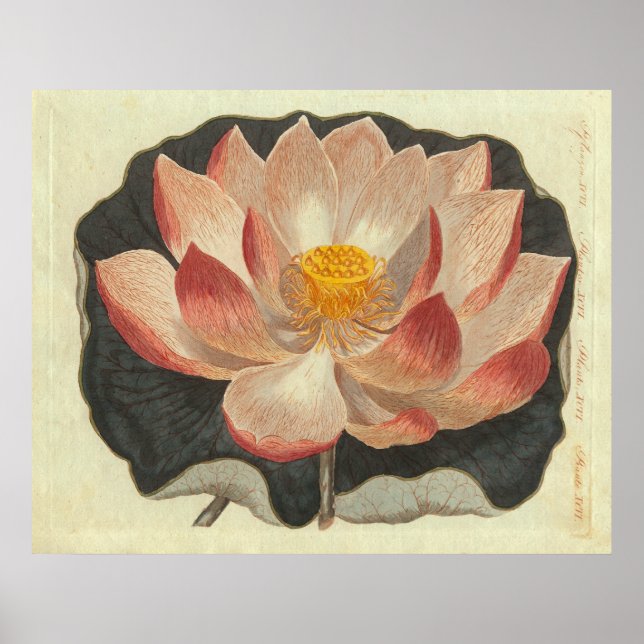 Poster Antique gravure de Lys d'Eau, Lotus Blossom (Devant)