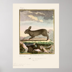 Poster Antique Lapin Rabbit Couleur Etching