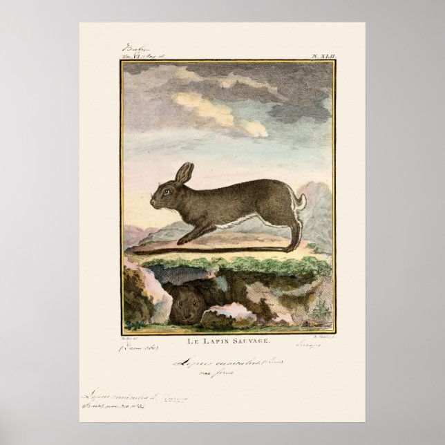 Poster Antique Lapin Rabbit Couleur Etching (Devant)